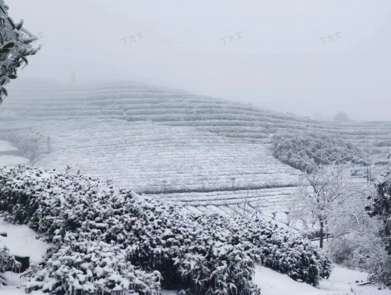 湖北蕲春“农业保险+天气衍生品”项目